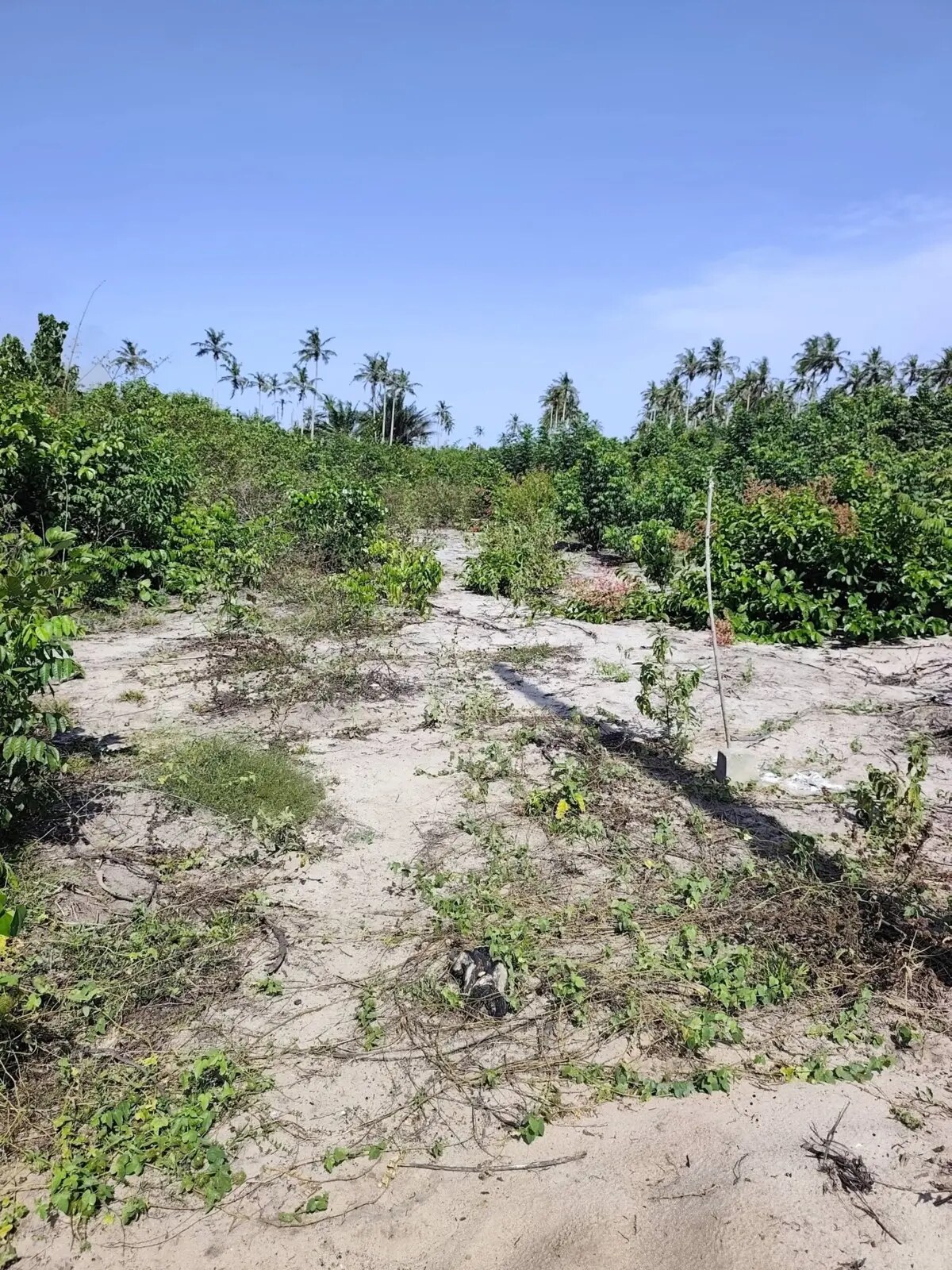 Zone dégagée du lotissement de Mohame et environnement végétal
