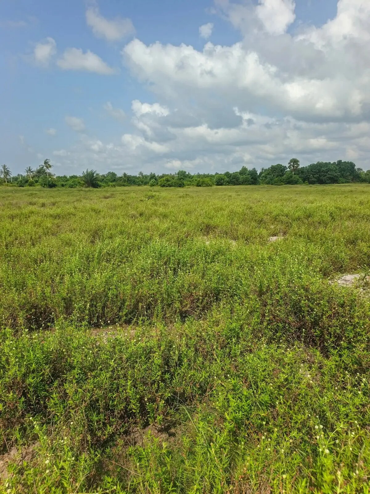 Environnement naturel autour du lotissement de Mohame